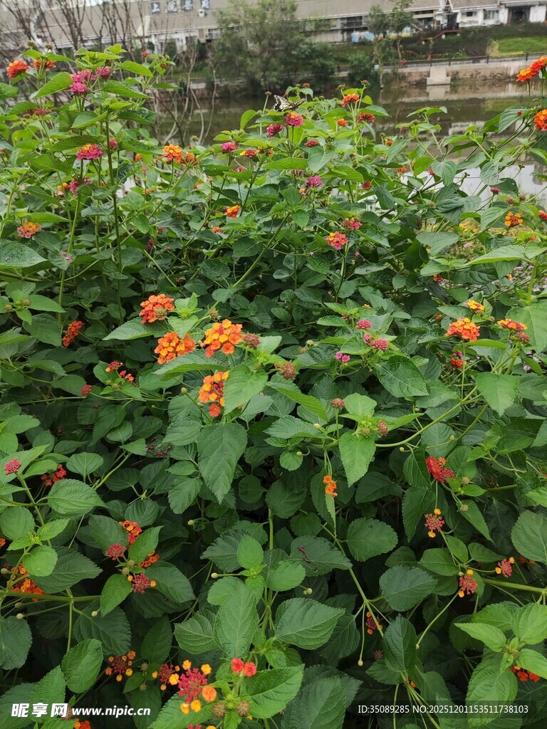 绿叶间的橙色小花绽放