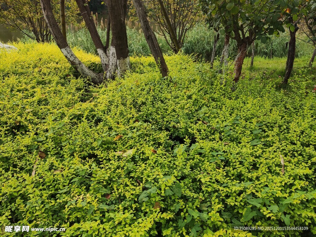 绿意盎然的树林景观