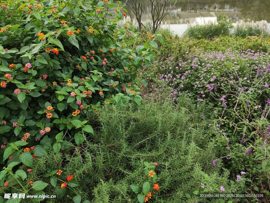 野外繁茂的绿植与红果