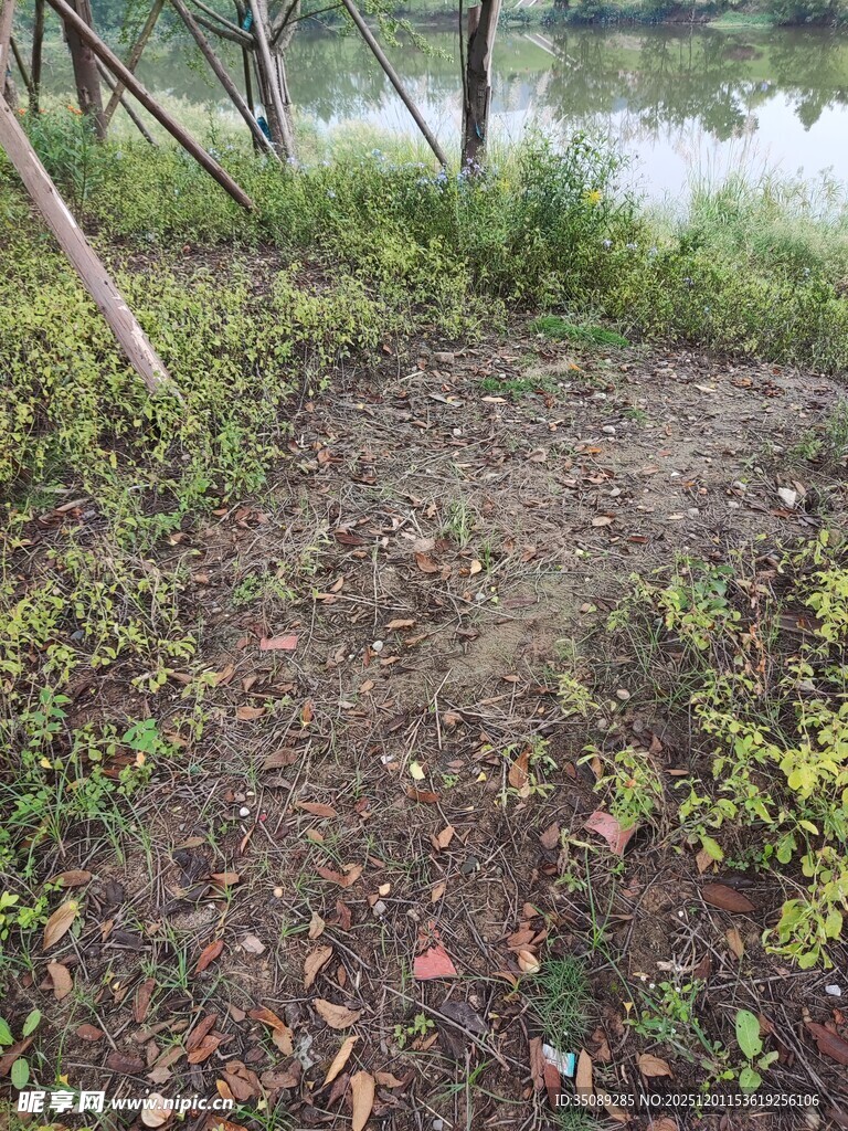 河边草地与稀疏植被景观