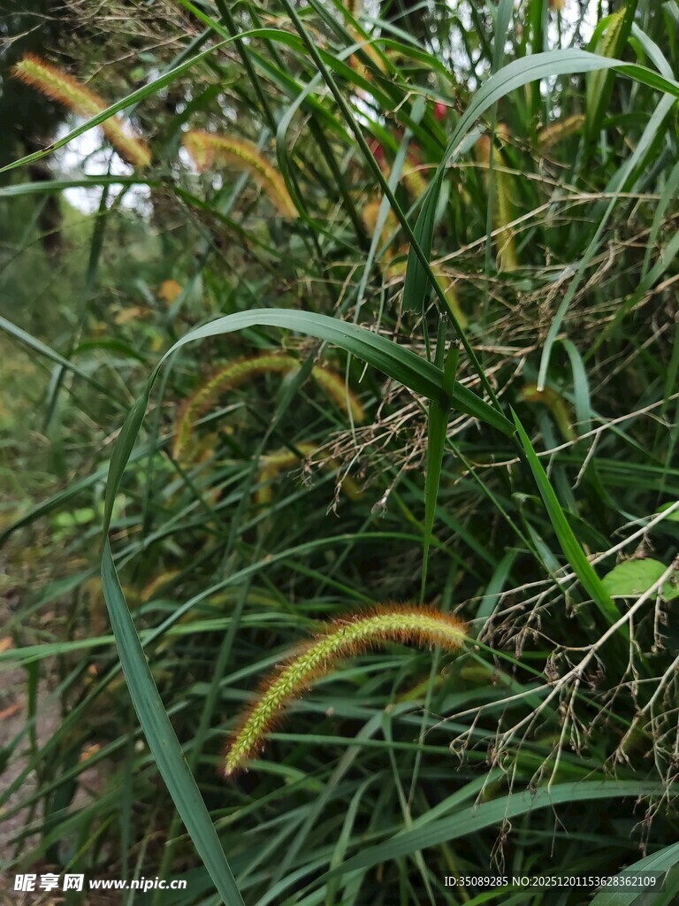 草丛中的黄色植物