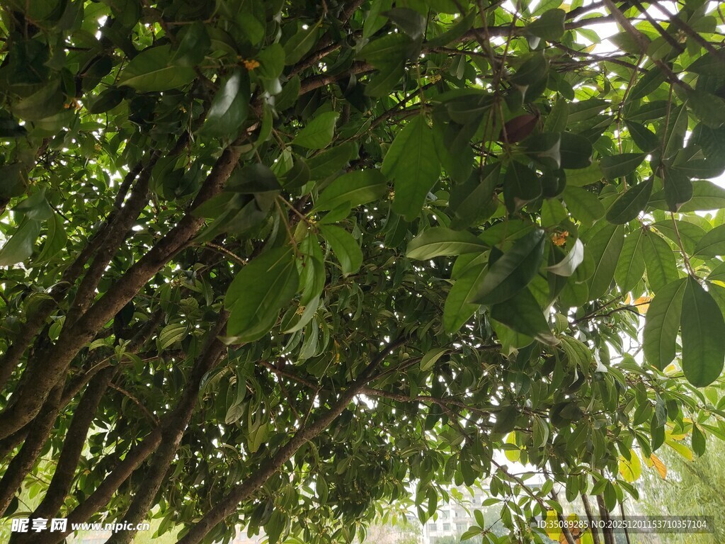 茂密绿荫下的繁茂枝叶