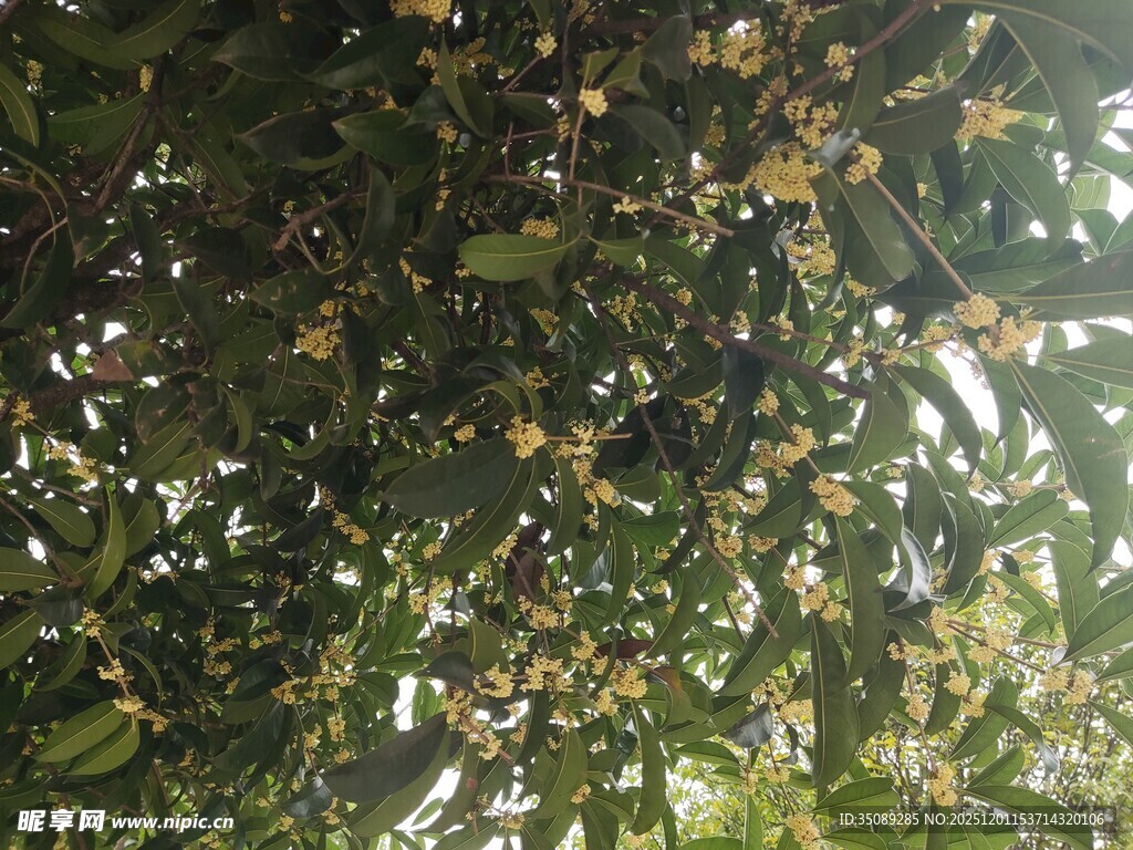 枝叶繁茂的绿植景观