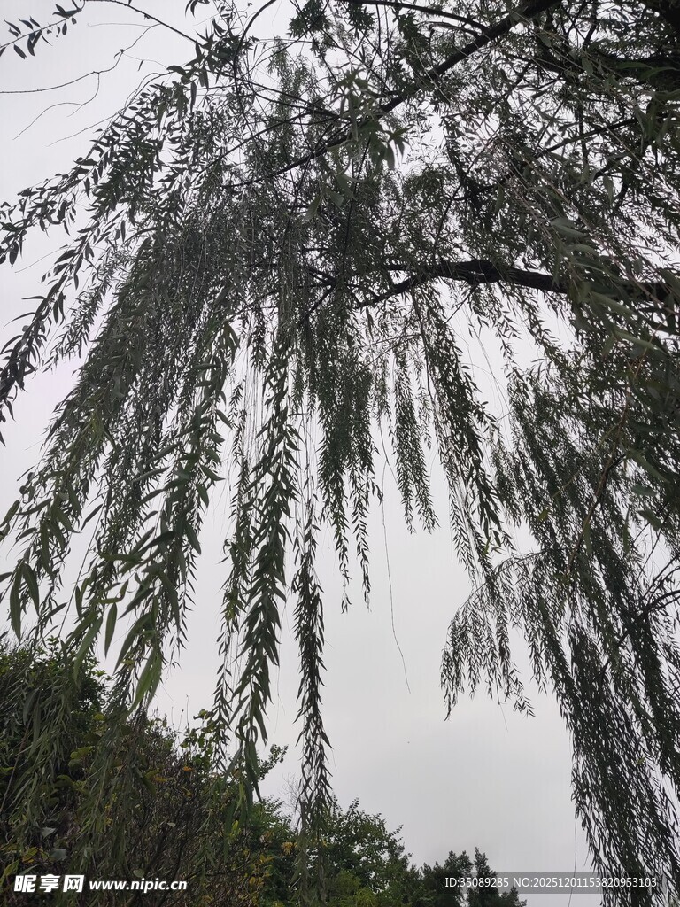 垂柳低垂尽显自然之美