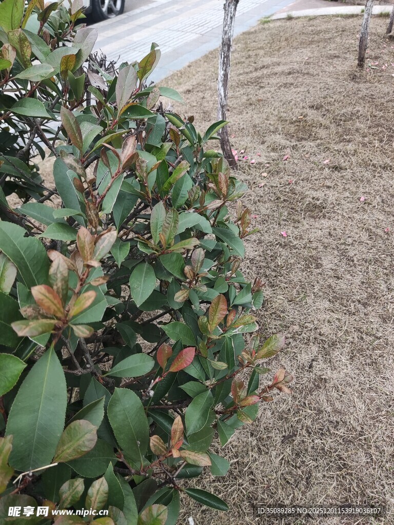 绿叶植物与地面景象