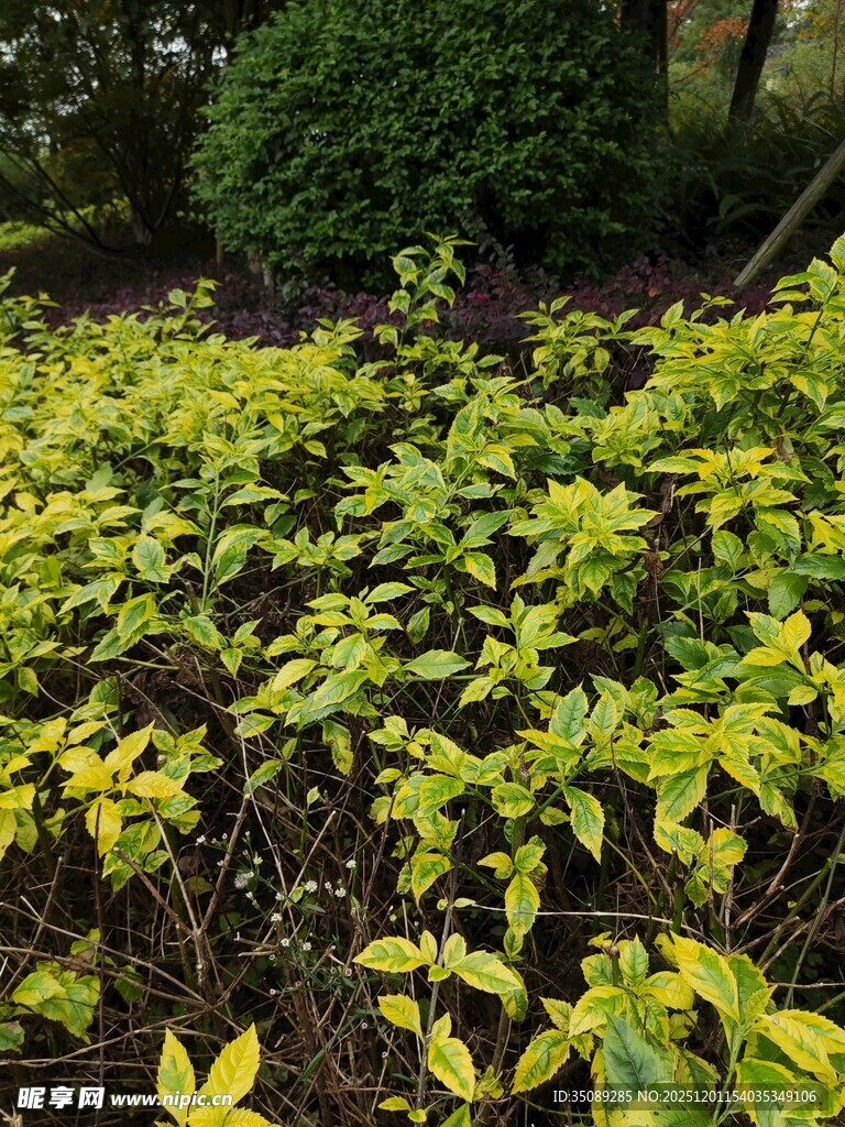 金黄叶片的繁茂植物景观
