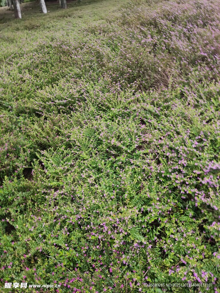 野外繁茂的绿色草地