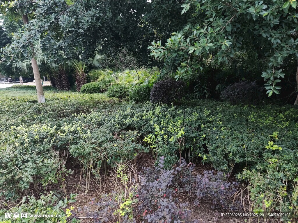 绿意盎然的户外植物景观