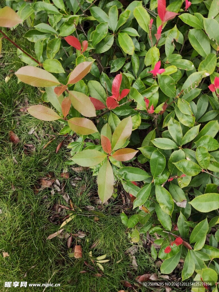 绿叶间的红色小植物