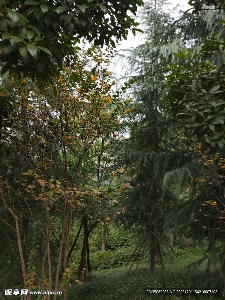 林间绿意盎然的自然景象