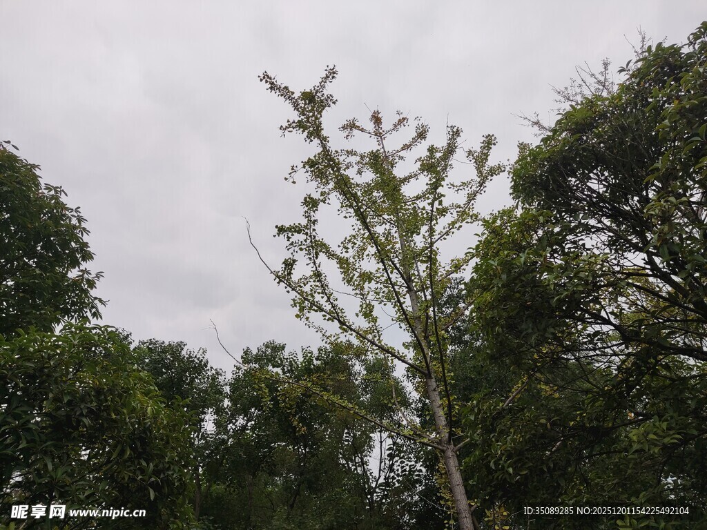 高耸树木立于葱郁林间