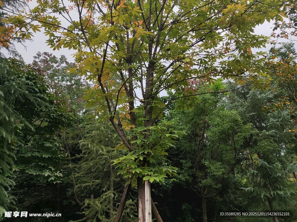 林中挺拔树木绿意盎然