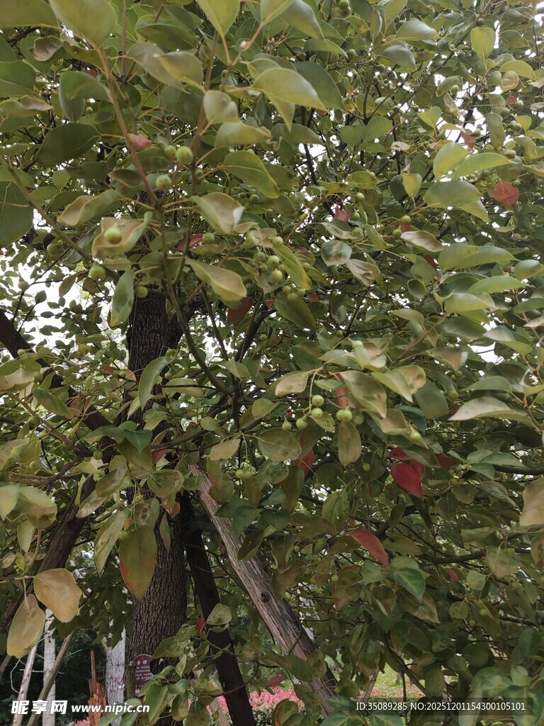 秋日果树果实初现