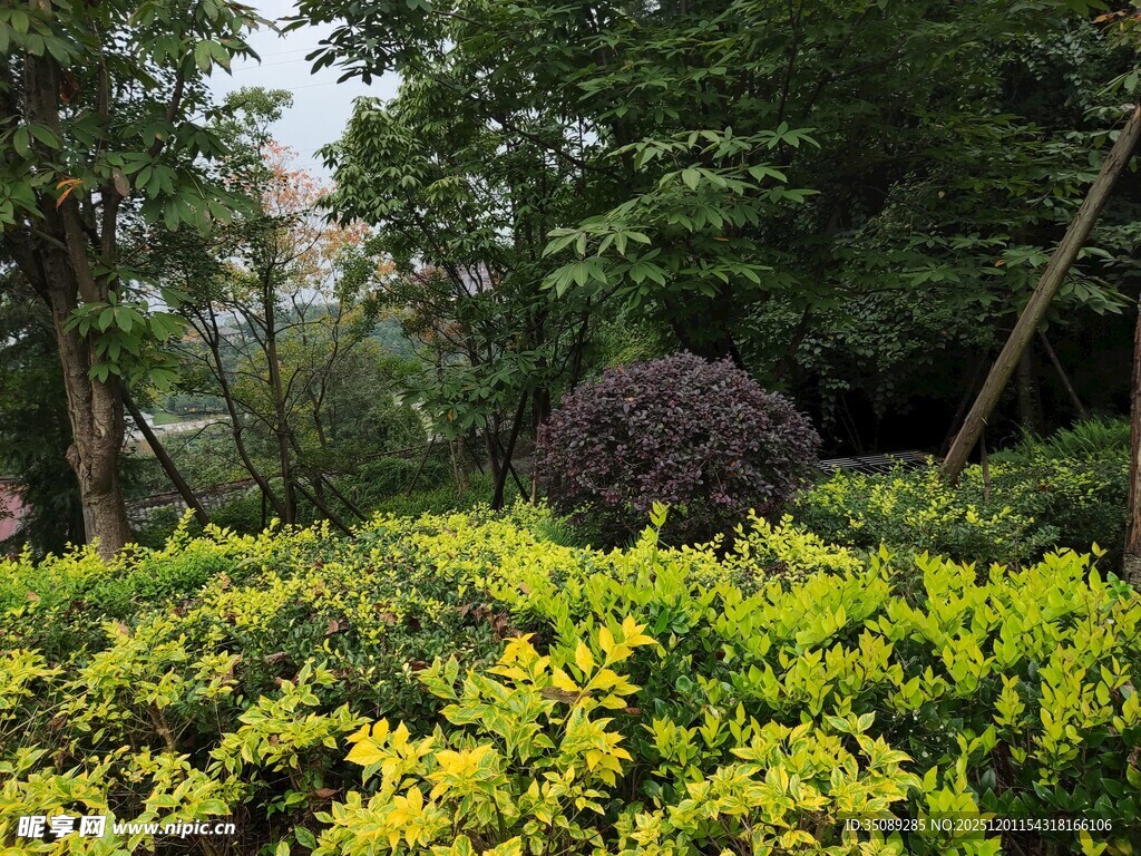 绿意盎然的林间景观