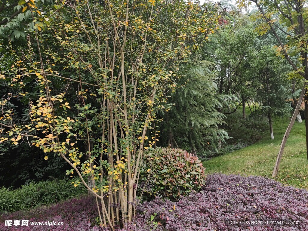 园林景观中的多彩植物组合