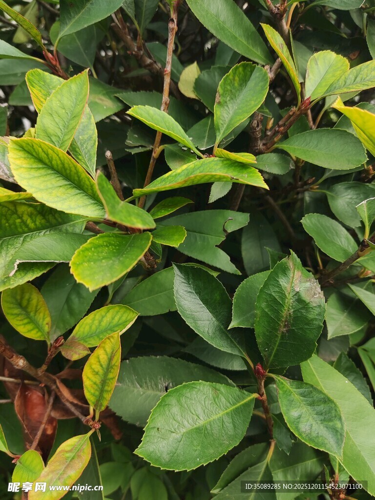 翠绿繁茂的植物叶片