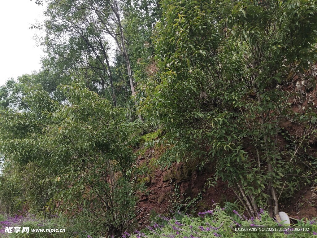 路边葱郁树林景观