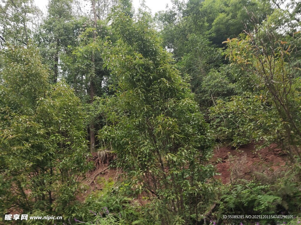 山林茂密植被景观