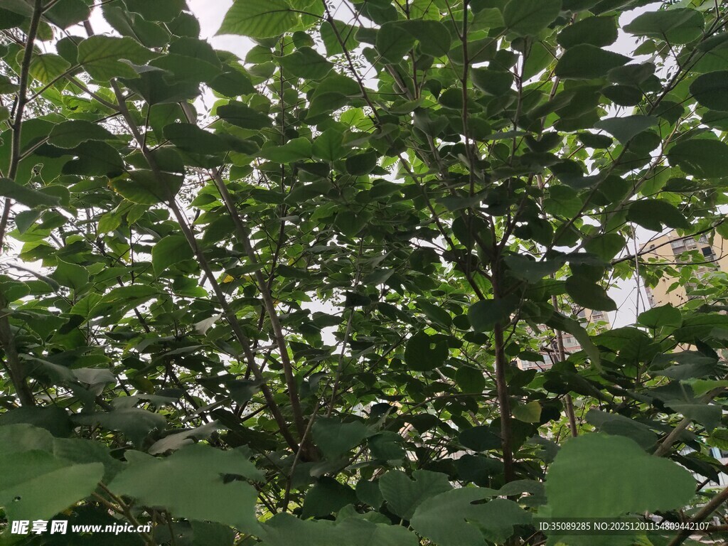 繁茂绿叶植物景观