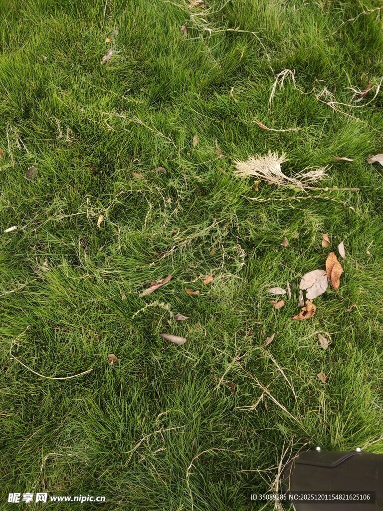 草地上的小动物