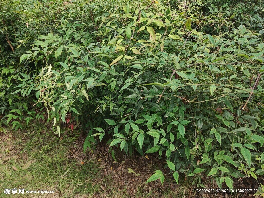 绿叶繁茂的植物群落