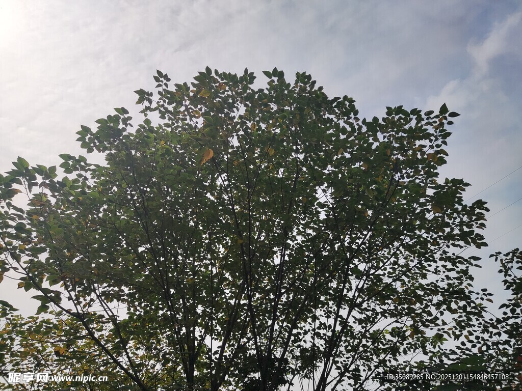 阳光下繁茂的绿树