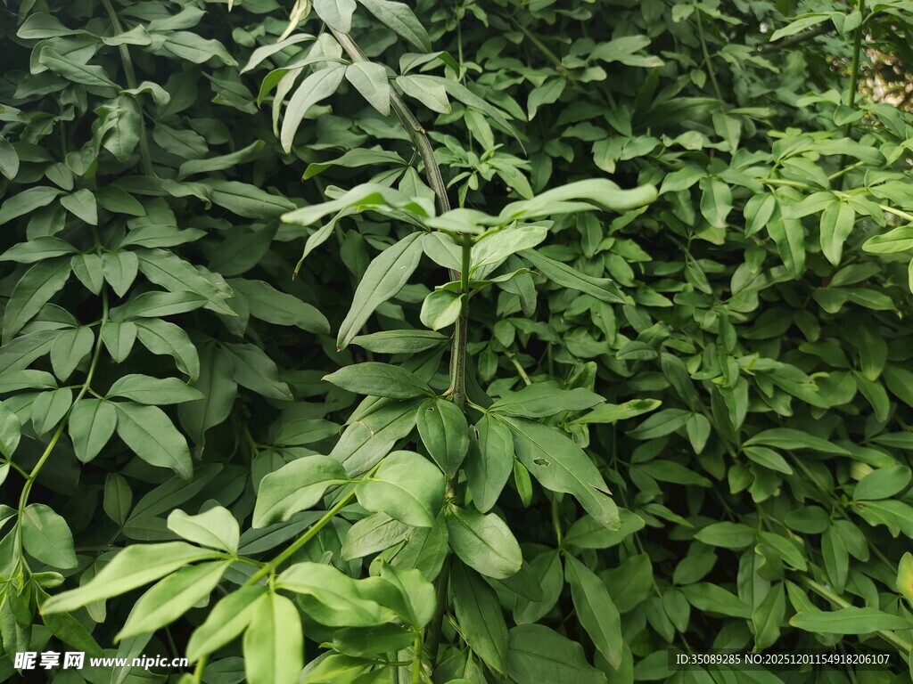 繁茂绿植特写