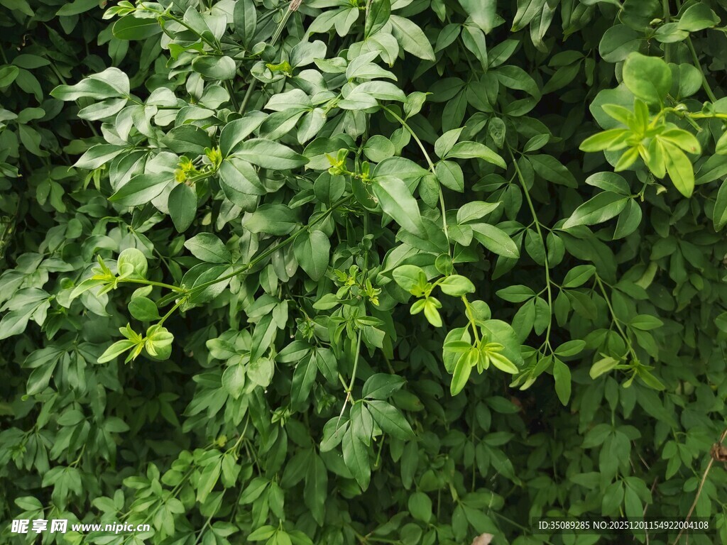 翠绿繁茂的植物叶片