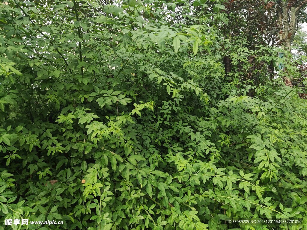 茂密绿植景观