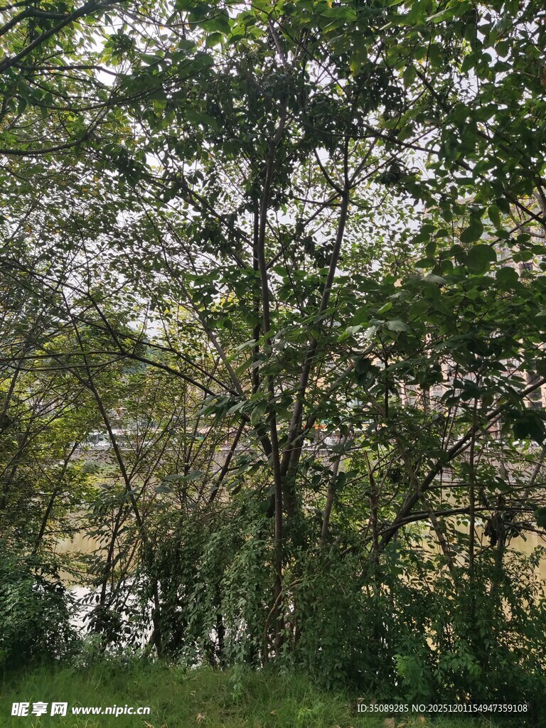 春日繁花盛开的树林