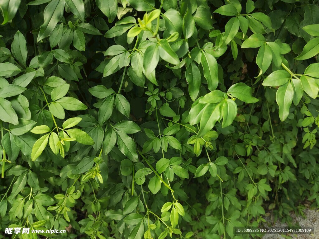 翠绿繁茂的植物墙