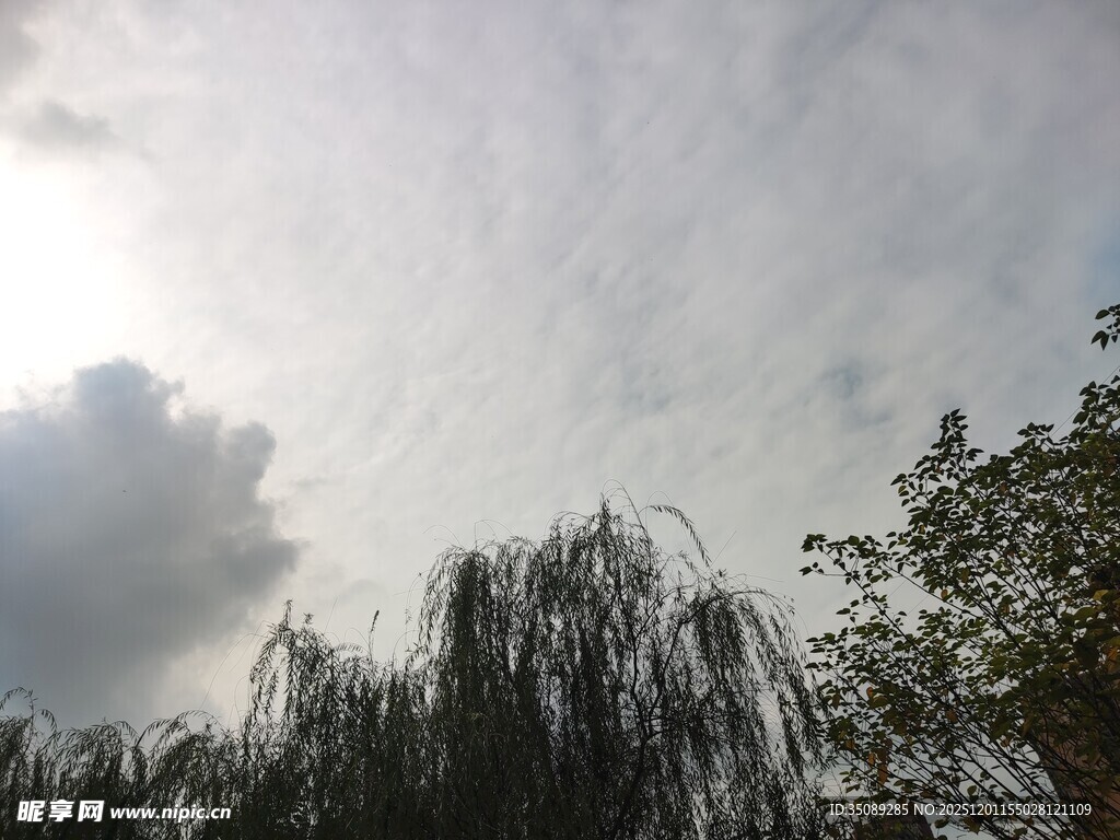 阳光下的垂柳与天空