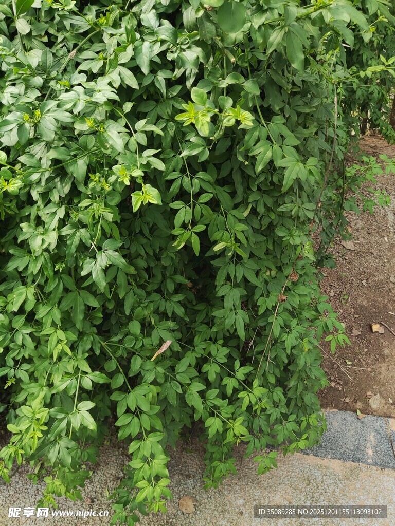 翠绿藤蔓攀附于墙边