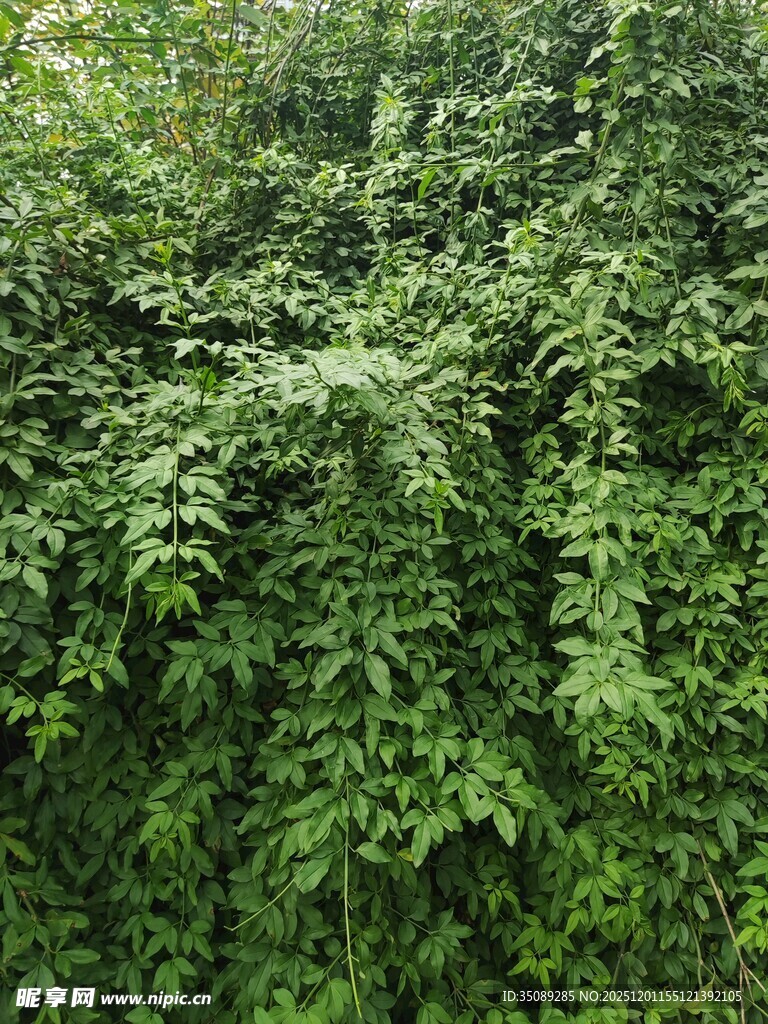 茂密绿植景观