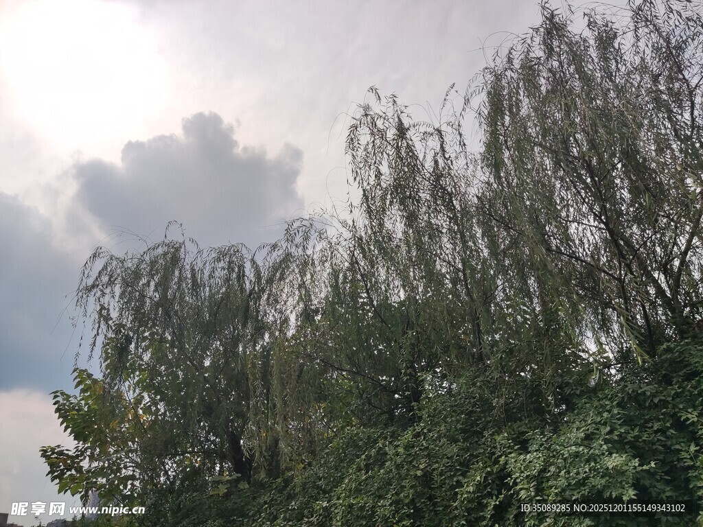 阳光下的垂柳与繁茂绿植