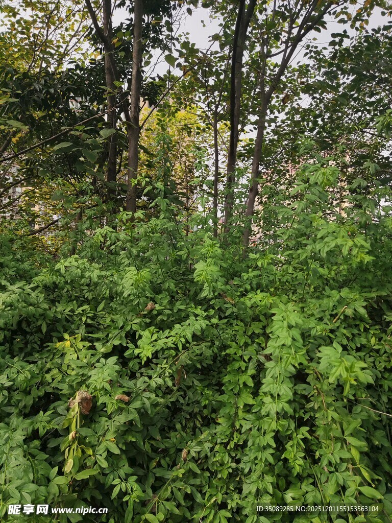 茂密绿植中的树木景观