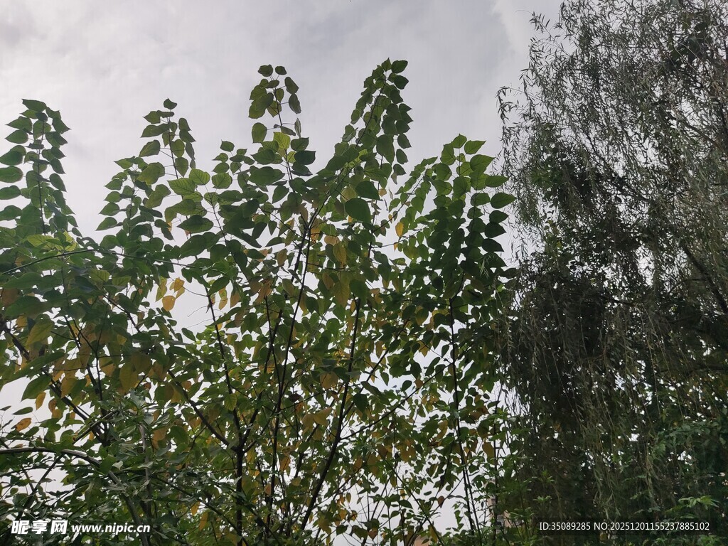 绿叶繁茂的树木景象