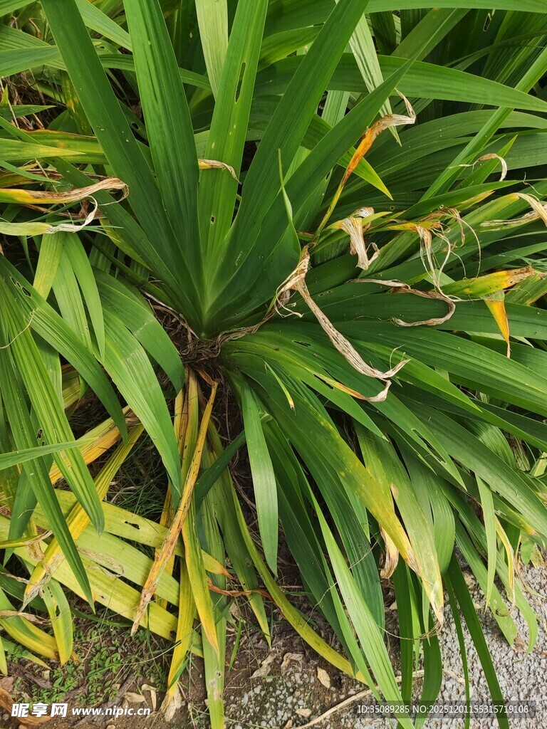 翠绿龙血树特写