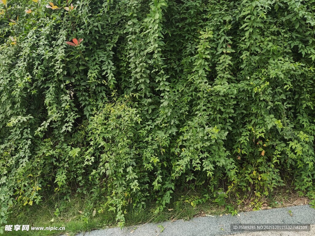 翠绿藤蔓覆盖的墙面景观