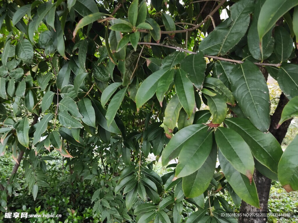 绿叶繁茂的植物景象