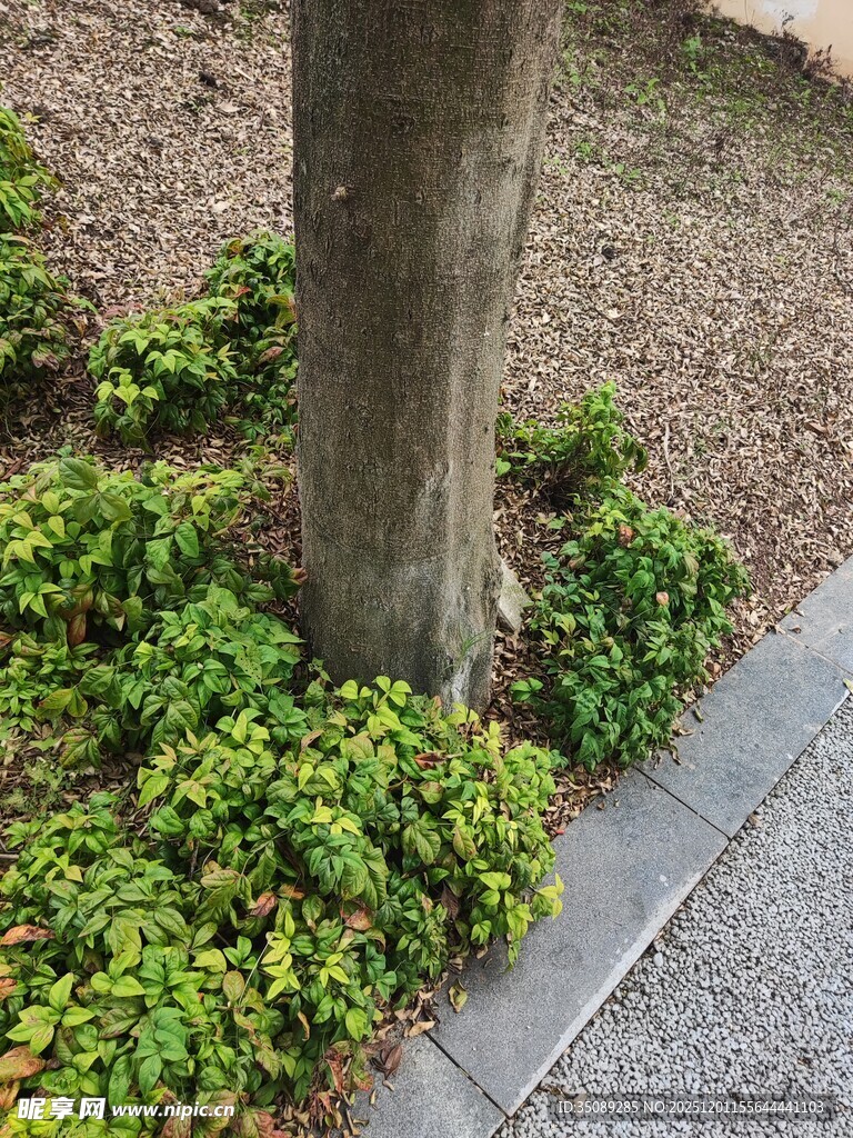 树下绿植环绕的自然景致