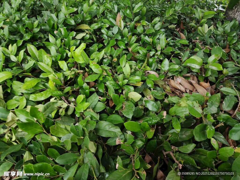 茂密绿色植物景观