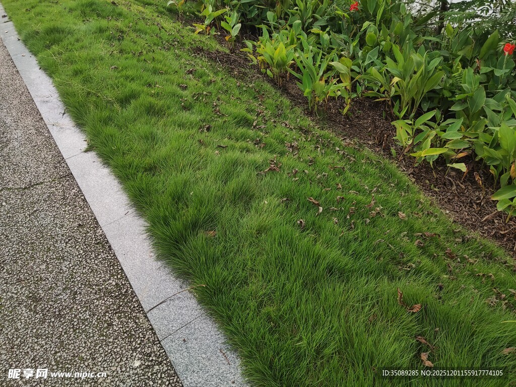 路边翠绿草坪与花卉景观