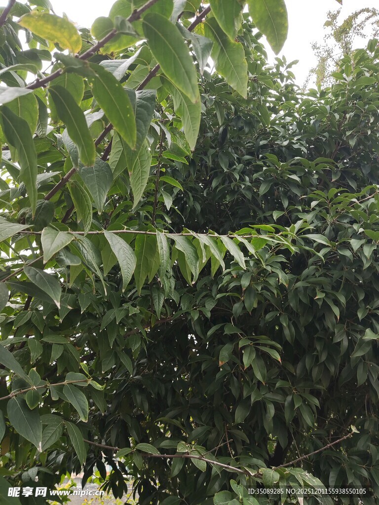 繁茂绿叶的树木景观