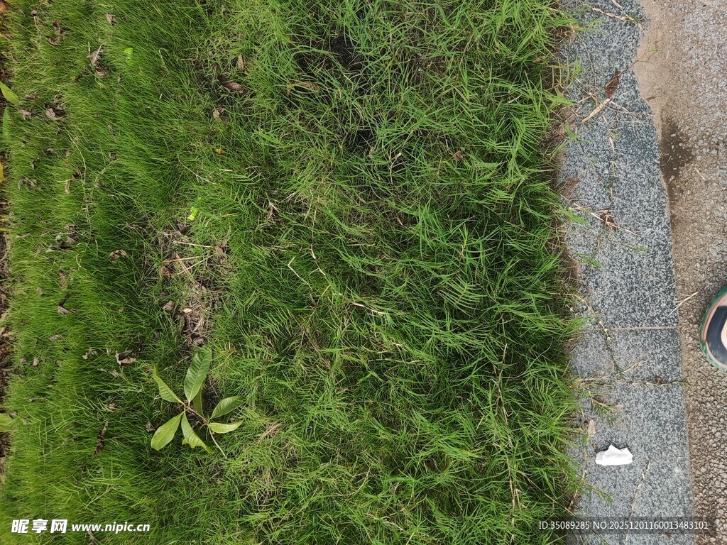 俯瞰绿地与石板路景观