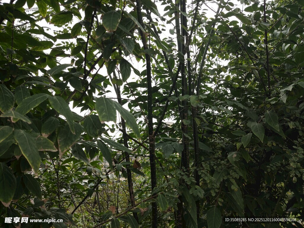 茂密丛林中的繁茂绿植