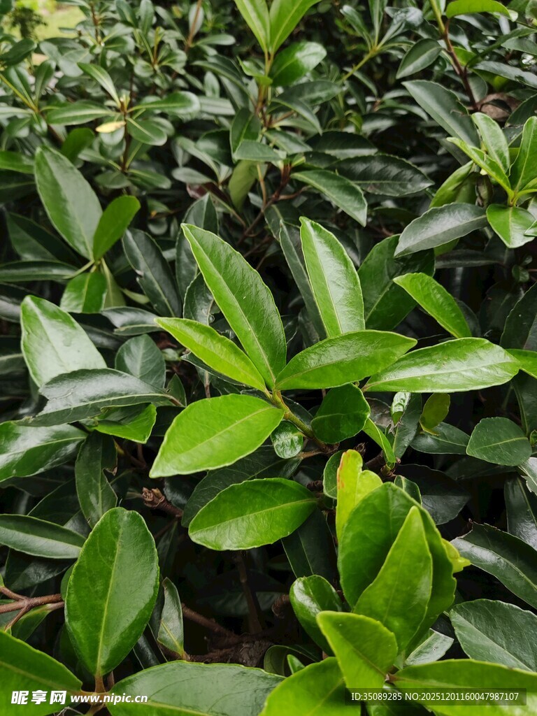 翠绿繁茂的植物叶片