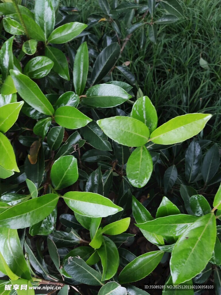 翠绿叶片展现生机活力