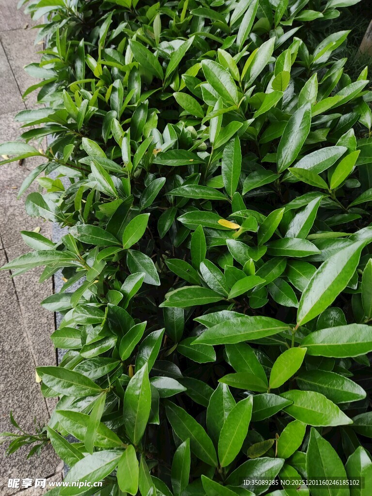 翠绿繁茂的绿植景观