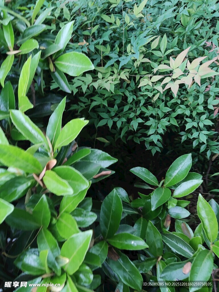 翠绿叶片植物特写